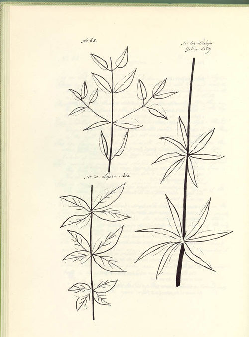 Jane Colden History of Early American Landscape Design